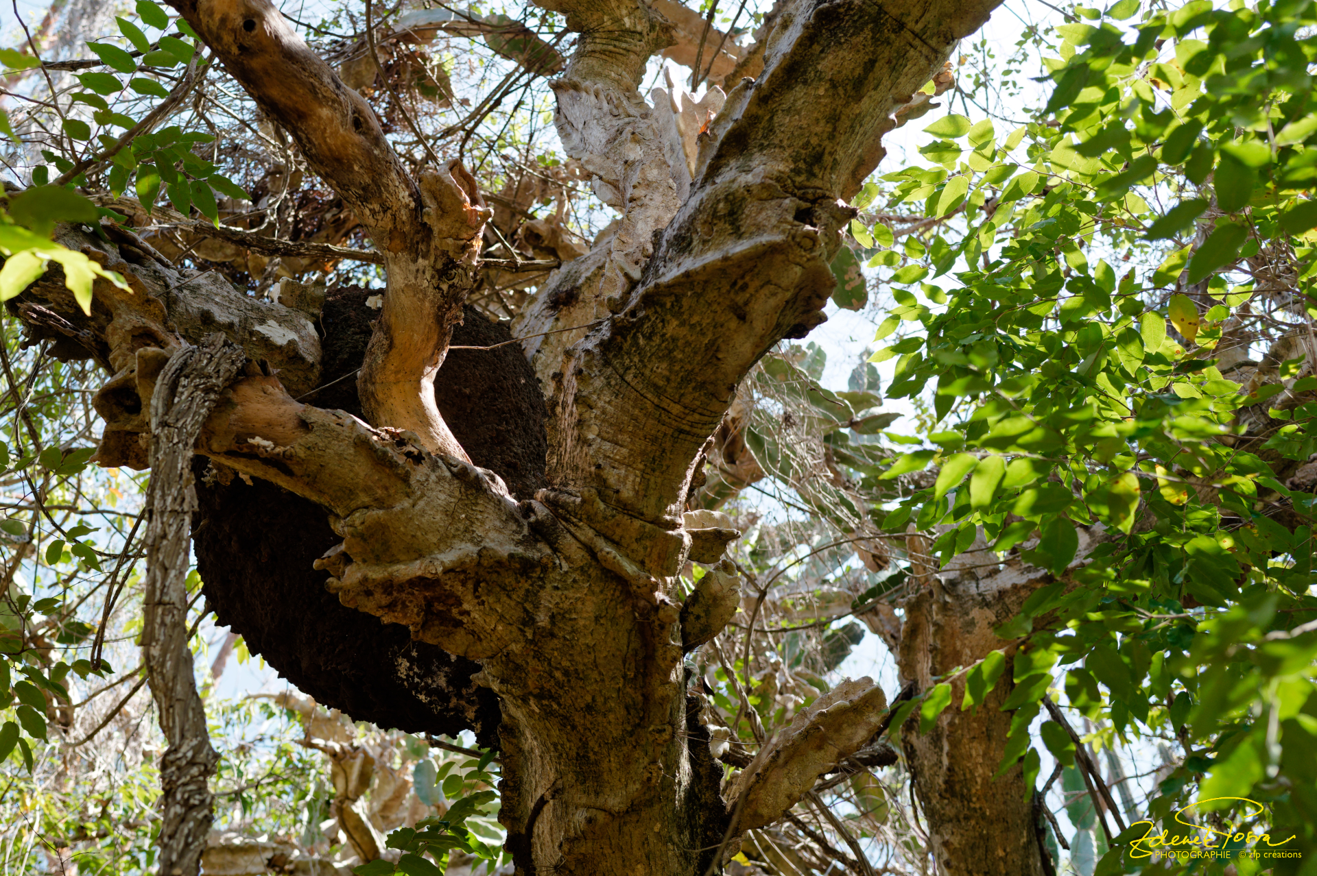 Un cactus avec une termitière arboricole, Sentier 
